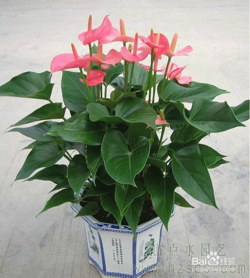 火鹤花如何栽培？有哪些养殖方法和注意事项需要注意