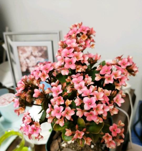 如何掌握丁香花养殖关键诀窍，让我的花园四季如春