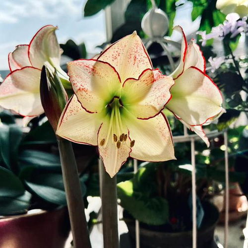 花死了关键技巧+如何挽救