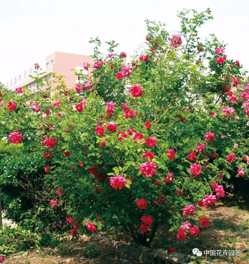 独特的育种技术