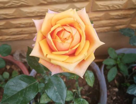 先说说 先聊聊这个美美的花