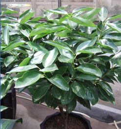 福禄寿植物与平安树浇水大不同