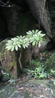 一个双，双子叶植物包括哪些