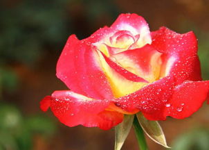 月季花哪家强？