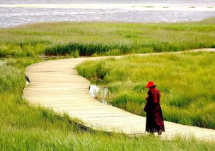 盐碱地绿化种草全攻略：如何挑选抗盐碱的“小战士”