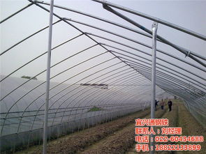 空心菜等喜温绿叶蔬菜， 提早上市