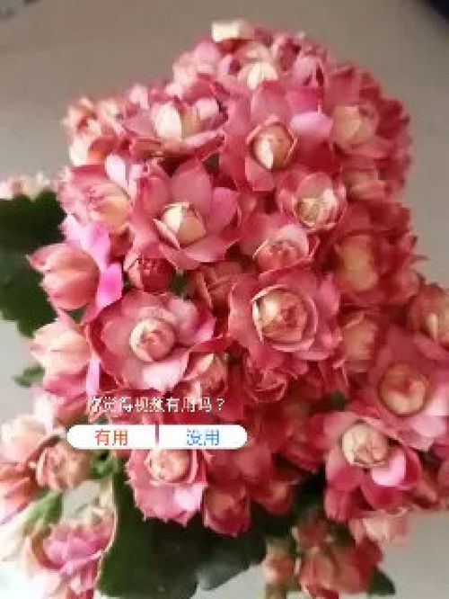 “长寿花开，如何让色彩更鲜艳