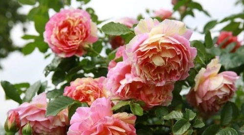 有机肥料：月季花的营养餐