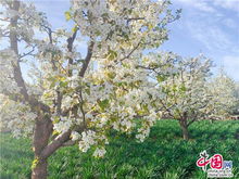 梨树花白如雪，梨花绽放美如画