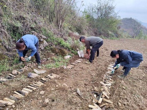 山竹树适合在哪些气候和土壤条件下种植