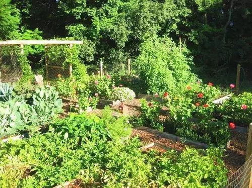 3. 唇形目马鞭草科杂交品种