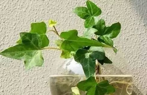 水培花卉水分管理中，如何根据不同植物的生长阶段调整水分供给