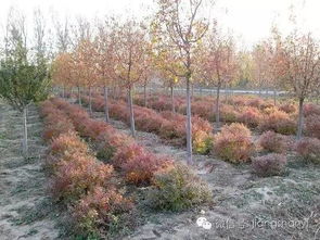 北方秋季适合栽种的苗木品种