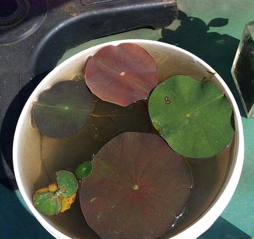 碗莲盆栽多大合适？30颗碗莲选盆大小
