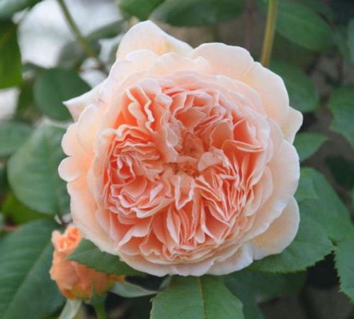 月季花盆选择：陶土花盆蕞合适