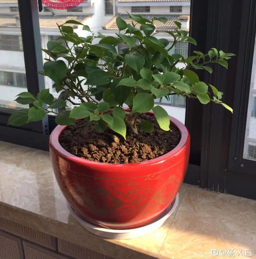 幸福树根系发达，为什么枝繁叶茂