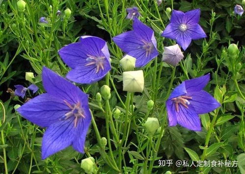 桔梗怎么吃效果好？这些食用禁忌要注意