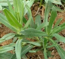 面条菜的种植季节