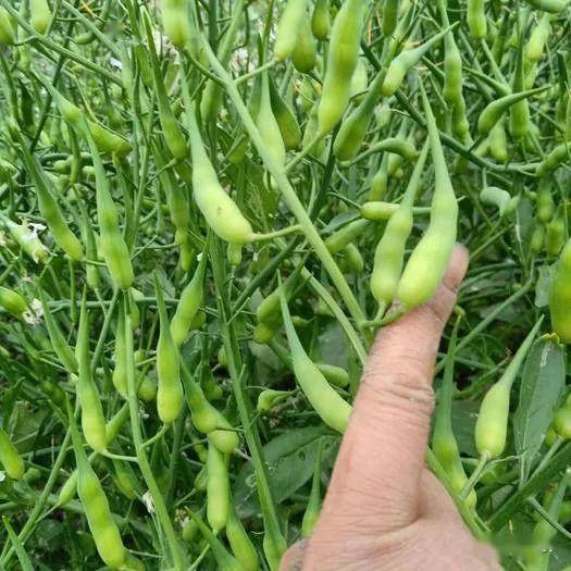 哪个蔬菜的果实属于荚果？