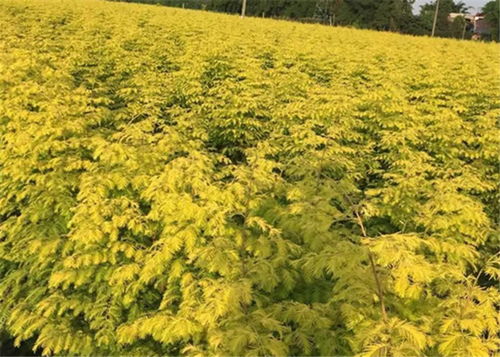 冠形的整形修剪， 讲究方法