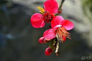 剪去插穗下部的叶子