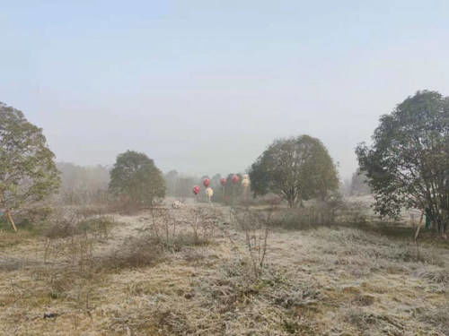 营养干预， 叶面喷施磷酸二氢钾