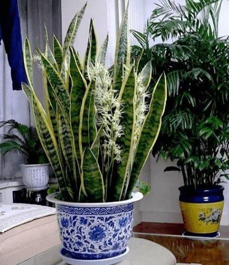 金边虎皮兰首选肥，专用土养更佳！