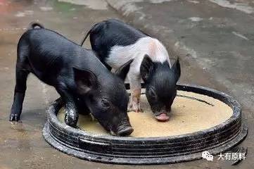 仔猪哺乳期喂教槽料助消化，促成长