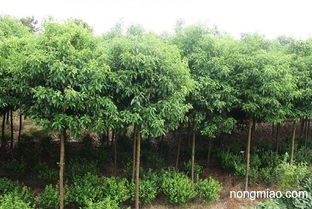 香樟基地8公分香樟树价格