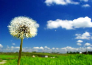 蒲公英与车前草，平凡中的疗愈力量