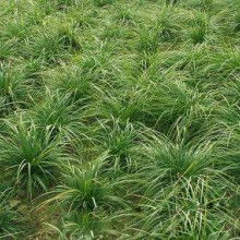 耐寒草种， 绿色的希望