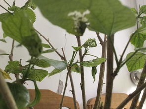 扶桑长虫子怎么办？有没有什么有效方法可以彻底根除扶桑上的虫害