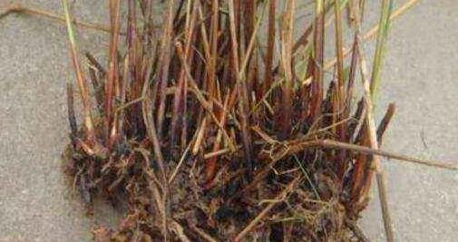 如何低成本清理齐腰高杂草，避免3000元陷阱？