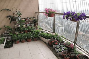 阳台种菜，单调不再