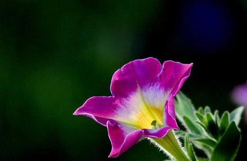 光照充足：阳光是茶花的“Neng量源”