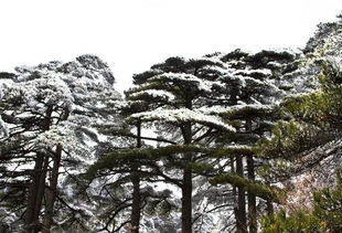 移栽技巧， 雪松宝宝的健康指南