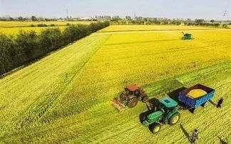 种一亩地知母需要多少种子呢？老药农亲自告诉你省种的小妙招！