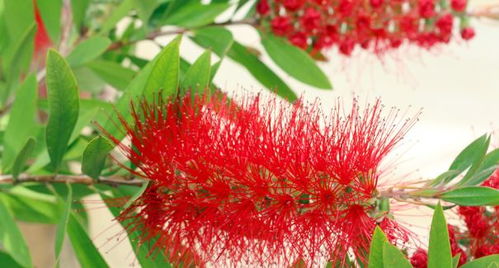 庭院低矮深红草本花的选择指南