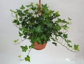 常春藤的神秘寓意