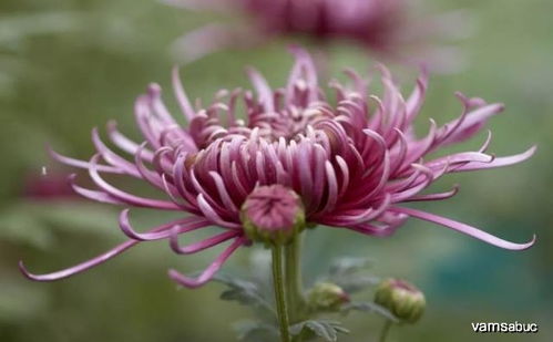 玫瑰花籽如何种植？适合在什么土壤中发芽