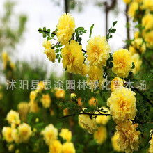 黄刺梅与黄刺玫：两种植物的不同寓意和象征