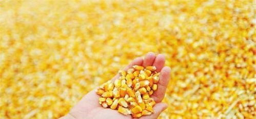 施药时间hen重要