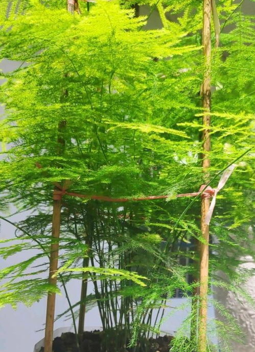 文竹配土，秘籍大公开！