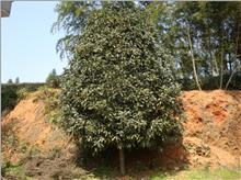 找到网上了下一步怎么办？