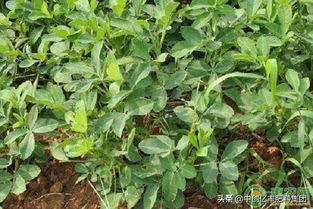 花生连作难题破解