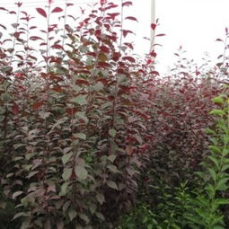 网购海棠树苗如何避坑