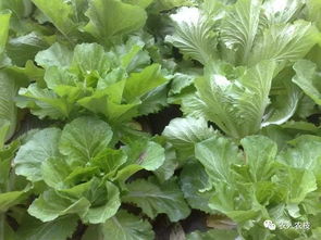 阿维菌素， 昆虫和螨类的“噩梦”