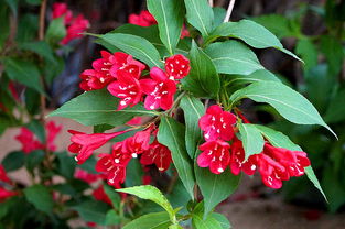 红王子锦带花：是凶树还是吉树？家里种植是否合适？