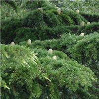 河南雪松种植基地，你找对地方了吗？