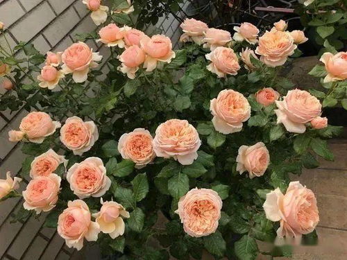 月季花的养护：需要注意的事项